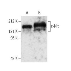 c-Kit (E-1) Alexa Fluor® 790