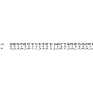 Anti-IL-1 beta antibody [EPR18815-27] - BSA and Azide free (Capture)(AB242561)