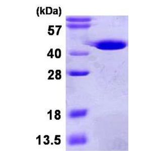 Anti-CD9 antibody [EPR23105-121](AB236630)