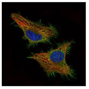 Anti-Alpha-synuclein antibody [MJFR1] - BSA and Azide free(AB209420)