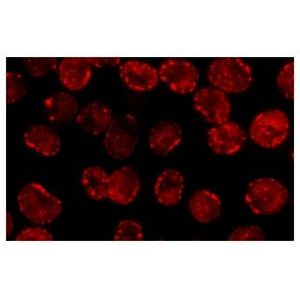 Histone H1 (AE-4) Alexa Fluor® 405