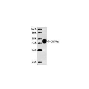CNTFRα (AN-B2) Alexa Fluor® 647