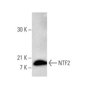 NTF2 (5E8)