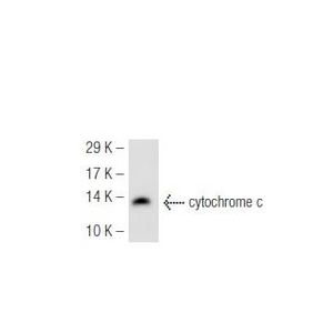 cytochrome c (7H8) Alexa Fluor® 594