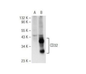 CD32-A/B/C (C-7) | Science Company | Labroots