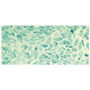 PROTEOfectene® - Protein Transfection Reagent