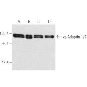 α-Adaptin 1/2 (C-8) Alexa Fluor® 546