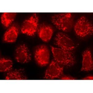 mouse anti-rabbit IgG-R