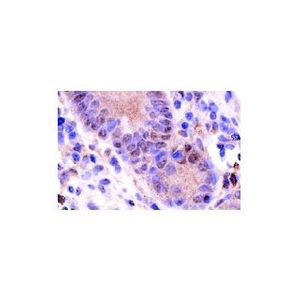 JAB1 (B-7) Alexa Fluor® 647