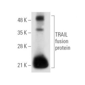 TRAIL (D-3) Alexa Fluor® 680