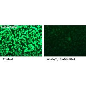 Lullaby Transfection Reagent -siRNA Transfection Reagent