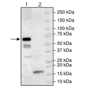 LDH Assay Kit / Lactate Dehydrogenase Assay Kit (Colorimetric)(AB102526)