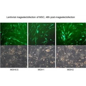 ViroMICST -Transduction Reagent
