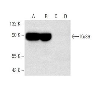 Ku86 (B-1) Alexa Fluor® 488