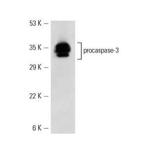 caspase-3 (E-8) Alexa Fluor® 647
