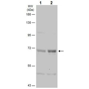 Anti-BRAF (mutated V600E) antibody [VE1](AB228461)