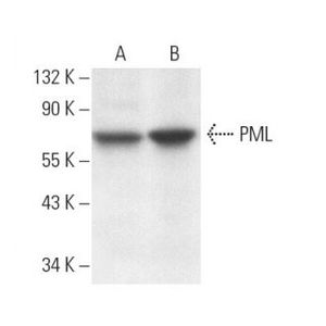 PML (PG-M3) Alexa Fluor® 488
