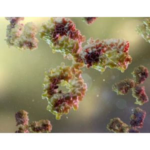 Anti-ANXA1 antibody [M021]