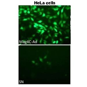 Mag4C-AD Kit -for Magnetic Virus Concentration