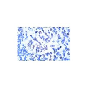 Sam 68 (7-1) Alexa Fluor® 680