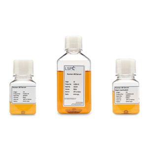 "Human Serum AB, Male Only – Converted – USA – cGMP Grade – Xeno-Free – Heat Inactivated"