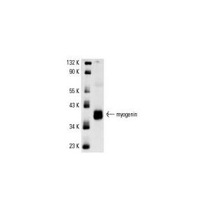myogenin (F5D) Alexa Fluor® 790