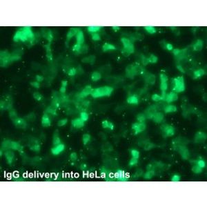 Ab-DeliverIN -Protein Transfection Reagent