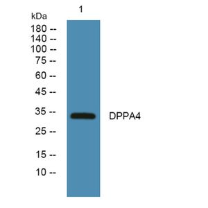 Anti-DPPA4 antibody