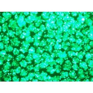 HYPE-293 -DNA Transfection Reagent