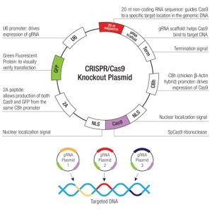 IRS-2 CRISPR/Cas9 KO Plasmid (m)