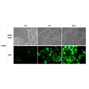 RmesFect -mRNA Transfection Reagent