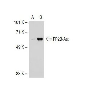 PP2B-Aα (D-9) Alexa Fluor® 488