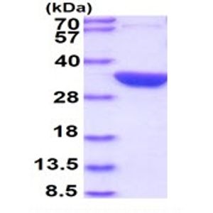 Anti-alpha 1 Sodium Potassium ATPase antibody [464.6](AB7671)