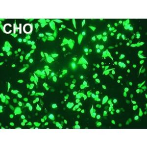 DreamFect -DNA Transfection Reagent