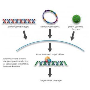 Endophilin III shRNA Plasmid (m)