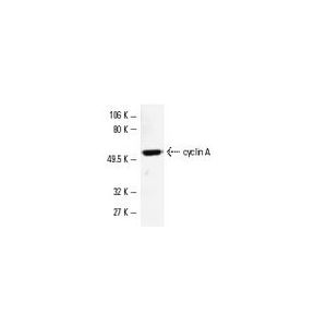 cyclin A (BF683) AC