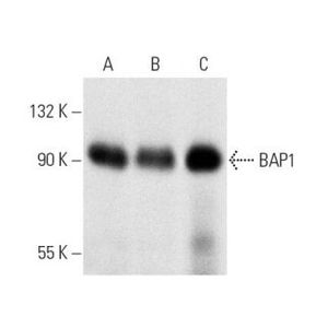 BAP1 (3C11) AC