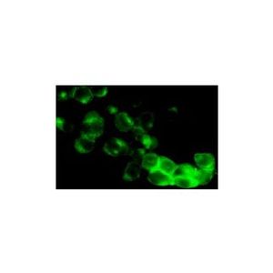 CD3-ζ (6B10.2) Alexa Fluor® 790