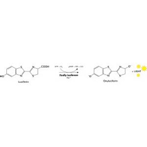 Luciferase Assay kit -for Transfection Assay