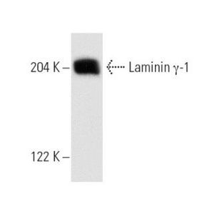 Laminin γ-1 (B-4) Alexa Fluor® 594