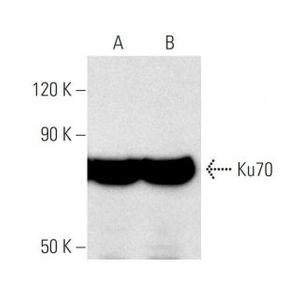 Ku70 (A-9) Alexa Fluor® 546