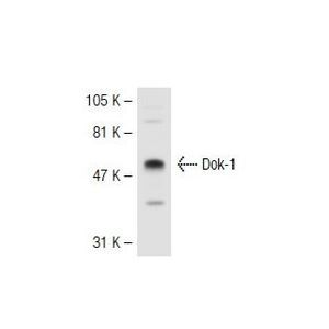 Dok-1 (A-3) Alexa Fluor® 546
