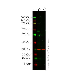 Mouse Ferritin ELISA Kit (FTL)(AB157713)