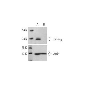 Bcl-xS/L siRNA (h)