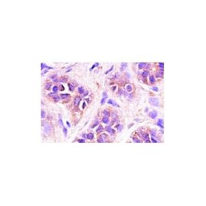 survivin (D-8) Alexa Fluor® 790