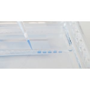 "TEMPase Hot Start 2x Master Mix A BLUE, based on Ammonium Buffer 1.5 mM MgCl2 (final concentration)"