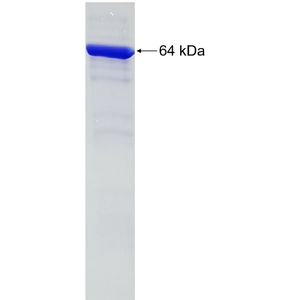 Recombinant Human AHSA1 protein, GST-tagged