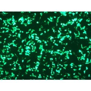 VeroFect -DNA Transfection Reagent