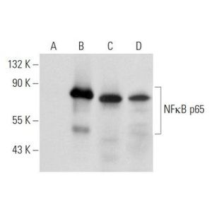 NFκB p65 (F-6) PE