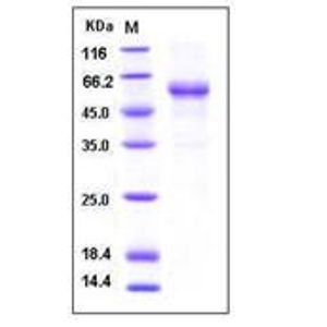 Anti-Rad51 antibody [EPR4030(3)](AB133534)